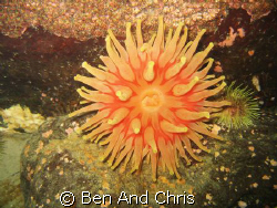 This Atlantic red anemone is wide open to collect nutrien... by Ben And Chris 